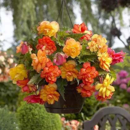 Begonie Golden Balcony - Begonia tuberhybrida - prodej cibulovin - 2 ks