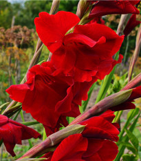 Gladiol červený Hunting song - Gladiolus - prodej cibulovin - 3 ks