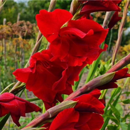 Gladiol červený Hunting song - Gladiolus - prodej cibulovin - 3 ks