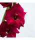 Gladiol Plum Tart - Gladiolus byzantinus - prodej cibulovin - 3 ks