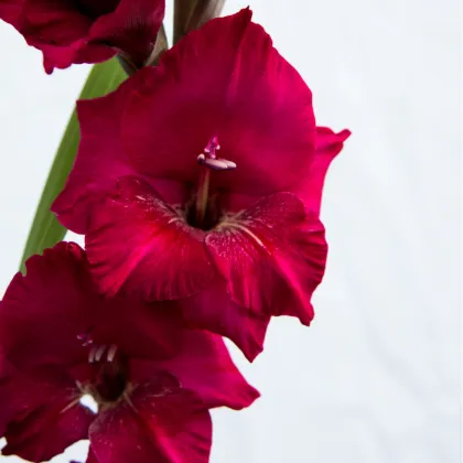 Gladiol Plum Tart - Gladiolus byzantinus - prodej cibulovin - 3 ks