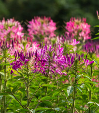 Luštěnice trnitá - Cleome hassleriana - prodej semen - 10 ks