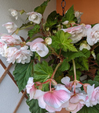 Begonie převislá Angelique - Begonia odorata - prodej cibulovin - 2 ks