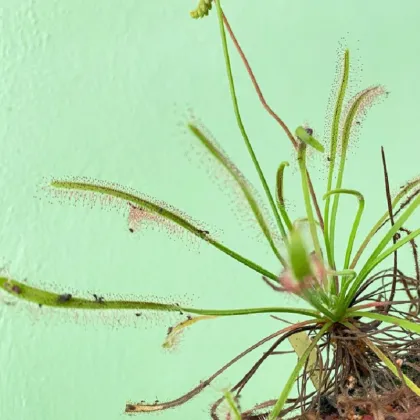 Rosnatka kapská Vogelgat NR - Drosera capensis - prodej semen - 15 ks