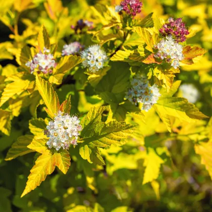 Tavola kalinolistá - Physocarpus opulifolius - prodej semen - 8 ks