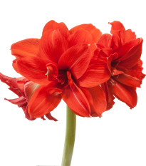 Hvězdník plnokvětý Amarantia - Hippeastrum - prodej cibulovin - 1 ks