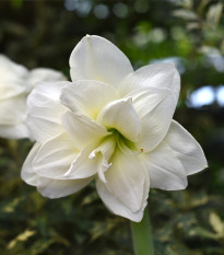 Hvězdník plnokvětý Jewel - Hippeastrum - prodej cibulovin - 1 ks