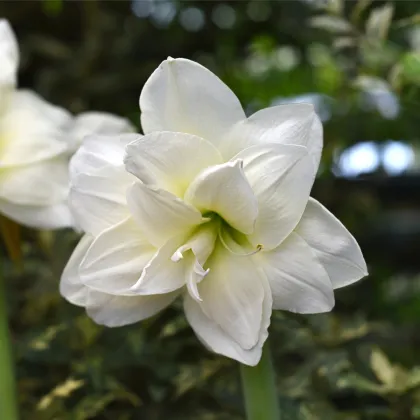 Hvězdník plnokvětý Jewel - Hippeastrum - prodej cibulovin - 1 ks