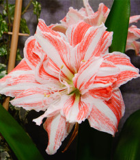 Hvězdník plnokvětý Dancing Queen - Hippeastrum - prodej cibulovin - 1 ks