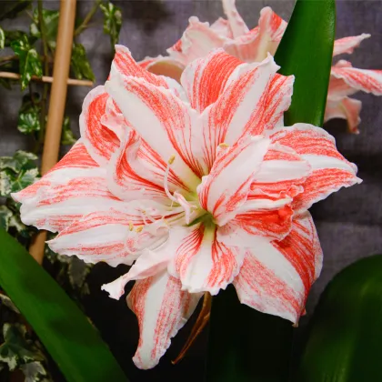 Hvězdník plnokvětý Dancing Queen - Hippeastrum - prodej cibulovin - 1 ks