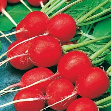 Ředkvička Ilka - prodej semen ředkvičky - Rahanus sativus - osivo - 50 ks