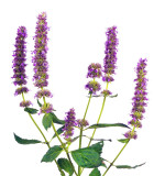 Agastache - trvalky
