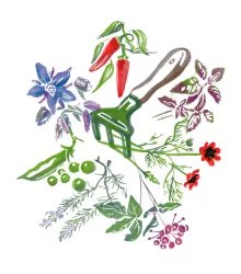 BIO Zelí červené Granat - Brassica oleracea - prodej bio semen - 40 ks