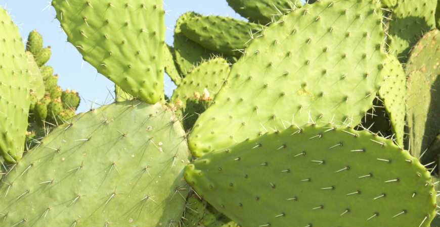 Opuncie, kaktus, s jedlými plody
