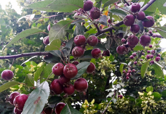 Exotické ovoce vypěstujete i v květináči – zkuste jahodový stromek