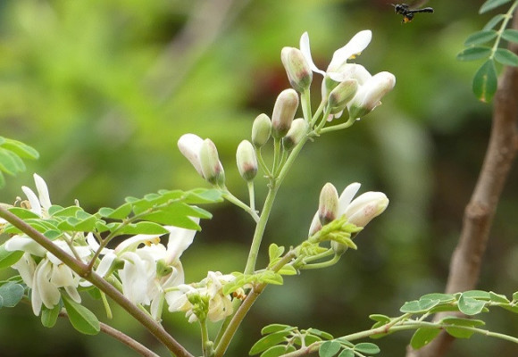 Moringa olejodárna, „víceúčelová plodina“, ze které se dá všechno zužitkovat