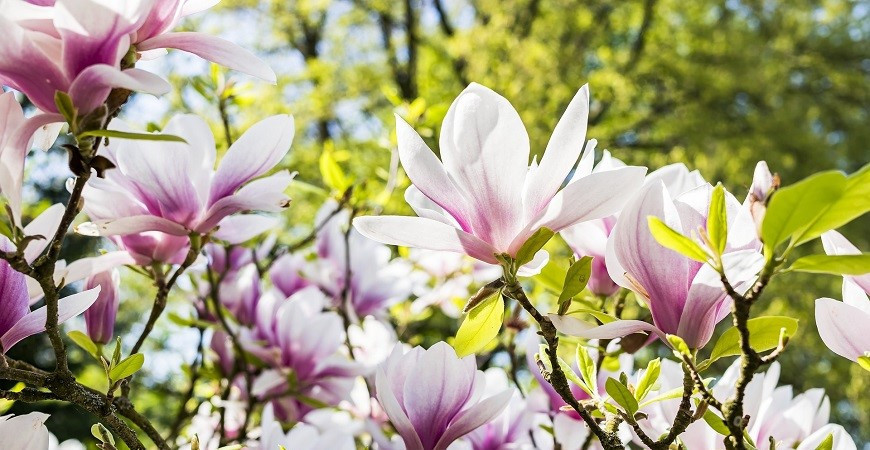 Pěstování magnolií ze semen vyžaduje více práce, ale není to nemožné