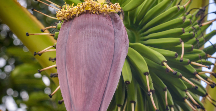 Banánovník v květináči – pěstování