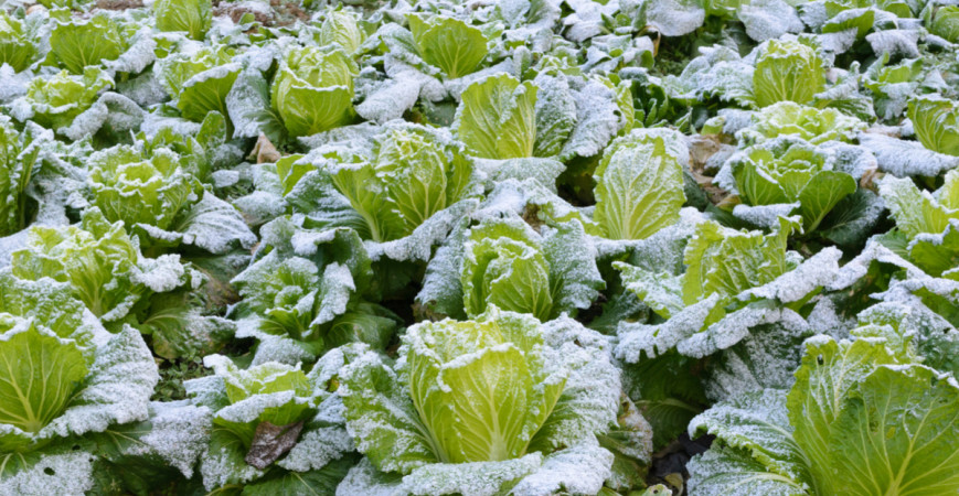 Jakou zeleninu lze pěstovat i pod sněhem?